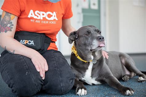 aspca free pet insurance for seniors.